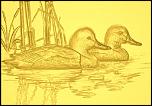 Ducks in water.JPG