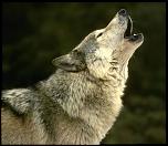 wolf-howl.jpg